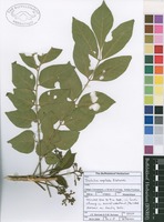 Filed as Trichilia capitata Klotzsch [family MELIACEAE]