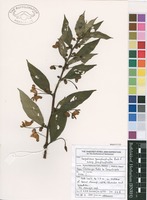 Filed as Impatiens gomphophylla W.H.Baker [family BALSAMINACEAE]