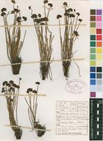 Filed as Schizaea pectinata (L.) Sw. [family SCHIZAEACEAE]
