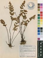Filed as Cheilanthes leachii (Schelpe) Schelpe [family SINOPTERIDACEAE]
