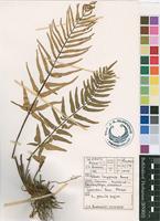 Filed as Pellaea longipilosa Bonap. [family SINOPTERIDACEAE]