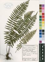 Filed as Asplenium protensum Schrad. [family ASPLENIACEAE]