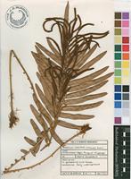 Filed as Blechnum tabulare (Thunb.) Kuhn [family BLECHNACEAE]