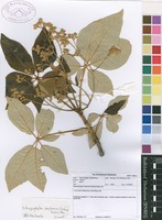Filed as Schinziophyton rautanenii (Schinz) Radcl.-Sm. [family EUPHORBIACEAE]