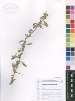 Filed as Commiphora pyracanthoides Engl. [family BURSERACEAE]