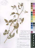 Filed as Crotalaria barnabassii Dinter ex Baker f. [family FABACEAE]