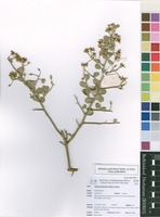 Filed as Balanites pedicellaris Mildbr. & Schltr. subsp. pedicellaris [family BALANITACEAE]