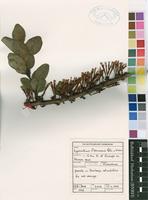 Filed as Agelanthus flammeus (Wiens) Polhill & Wiens [family LORANTHACEAE]