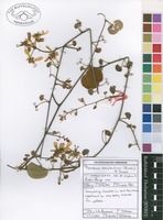Filed as Tylosema esculentum (Burch.) A.Schreib. [family CAESALPINIACEAE]