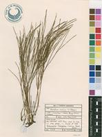 Filed as Psilotum nudum (L.) P.Beauv. [family PSILOTACEAE]