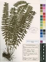 Filed as Asplenium erectum Bory ex Willd. var. erectum [family ASPLENIACEAE]