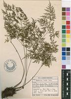 Filed as Asplenium linckii Kuhn [family ASPLENIACEAE]