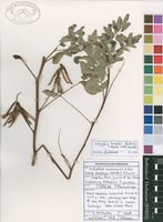 Filed as Indigofera homblei Baker f. & Martin subsp. homblei [family FABACEAE]