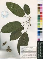 Filed as Ficus modesta F.White [family MORACEAE]