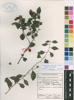 Filed as Gymnosporia harveyana Loes. subsp. harveyana [family CELASTRACEAE]