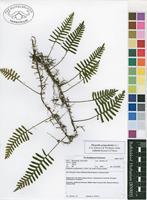 Filed as Pleopeltis polypodioides (L.) E.G.Andrews & Windham subsp. ecklonii (Kunze) J.P.Roux [family POLYPODIACEAE]