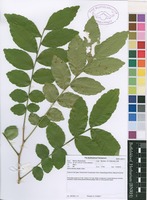 Filed as Zanha africana (Radlk.) Exell [family SAPINDACEAE]