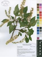 Filed as Phytolacca dioica L. [family PHYTOLACCACEAE]