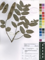 Filed as Xeroderris stuhlmannii (Taub.) Mendonça & E.P.Sousa [family FABACEAE]