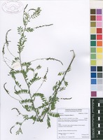 Filed as Indigofera lupatana Baker f. [family FABACEAE]