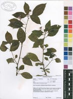 Filed as Impatiens salpinx G.M.Schulze & Launert [family BALSAMINACEAE]