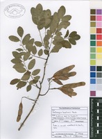 Filed as Dalbergia boehmii Taub. [family FABACEAE]