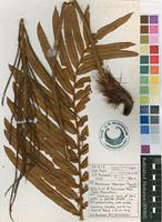 Filed as Blechnum tabulare (Thunb.) Kuhn [family BLECHNACEAE]