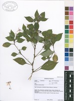 Filed as Impatiens zombensis Baker [family BALSAMINACEAE]
