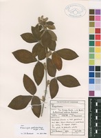 Filed as Flemingia grahamiana Wight & Arn. [family FABACEAE]