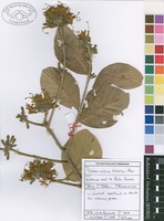 Filed as Turraea nilotica Kotschy & Peyr. [family MELIACEAE]