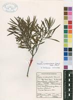 Filed as Morella microbracteata (Weim.) Verdc. & Polhill [family MYRICACEAE]