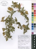 Filed as Dalechampia capensis A.Spreng. [family EUPHORBIACEAE]