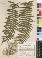Filed as Cyathea capensis (L.f.) Sm. [family CYATHEACEAE]