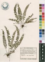 Filed as Asplenium sandersonii Hook. [family ASPLENIACEAE]