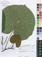 Filed as Piper umbellatum L. [family PIPERACEAE]