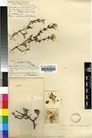 Holotype of Drosanthemum diversifolium L.Bolus [family MESEMBRYANTHEMACEAE]
