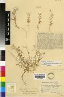 Holotype of Heliophila pusilla L.f. var. lanceolata (Adamson) Marais [family BRASSICACEAE]