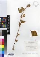 Isotype of Adenocline acuta (Thunb.) Baill. [family EUPHORBIACEAE]