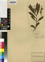 Isotype of Plectranthus esculentus N.E.Br. [family LAMIACEAE]