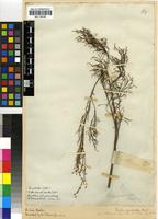 Syntype of Restio quadratus Mast. [family RESTIONACEAE]