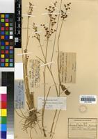 Type of Juncus oxycarpus Kunth var. exsertus (Buchen.) Oberm. [family JUNCACEAE]