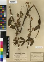 Lectotype of Plectranthus floribundus N.E.Br. [family LAMIACEAE]