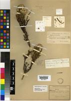 Holotype of Planea schlechteri (L.Bolus) P.O.Karis [family ASTERACEAE]