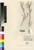 Isotype of Arthrocnemum terminale Toelken [family CHENOPODIACEAE]