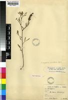 Type of Indigofera setiflora Baker [family FABACEAE]