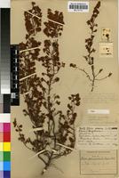 Syntype of Erica aemula Guthrie&Bolus [family ERICACEAE]