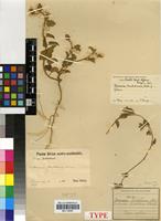 Isotype of Ipomoea hackeliana (Schinz) Hallier f. [family CONVOLVULACEAE]