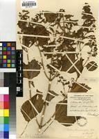 Isotype of Plectranthus hereroensis Engl. [family LAMIACEAE]