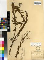Isotype of Epilobium jonathum Hausskn. [family ONAGRACEAE]