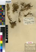 Type of Geigeria natalensis J.M.Wood&M.S.Evans [family ASTERACEAE]